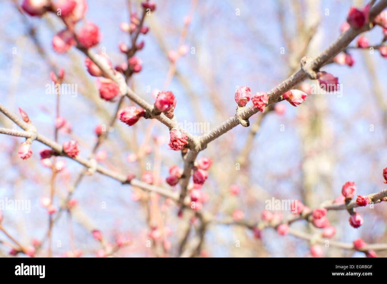Frühling Baum Blüte, Stockholm, Schweden Anfang April. Stockfoto