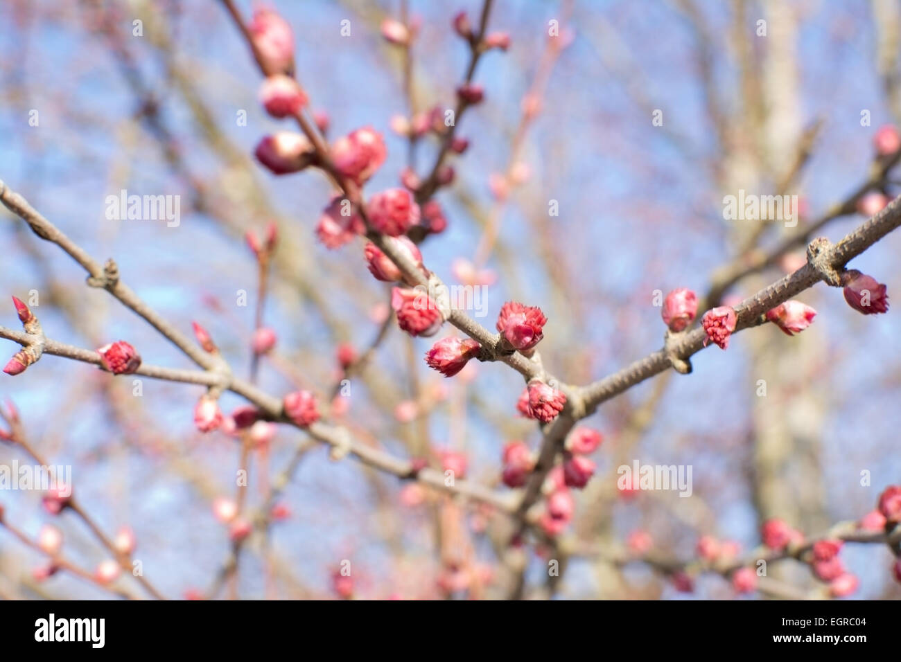 Frühling Baum Blüte, Stockholm, Schweden Anfang April. Stockfoto