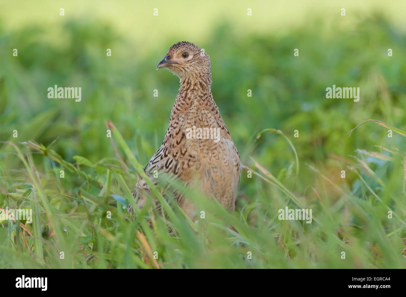 Weiblicher erwachsener fasan Fotos und Bildmaterial in hoher
