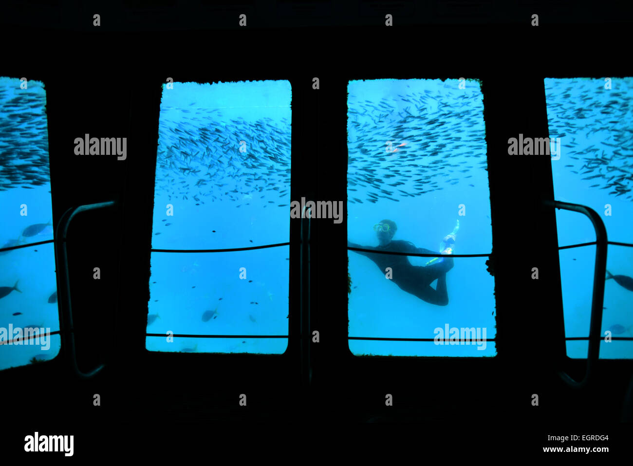 Schnorchler schwimmt mit dem Fisch aus dem Great Barrier Reef, Australien, eine Unterwasser Aussichtsplattform entnommen. Stockfoto