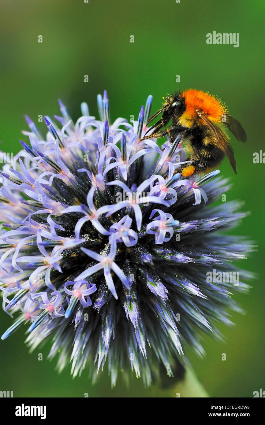 gemeinsamen Karde Bumble Bee Bombus Pascuorum bestäuben Globe thistle Stockfoto