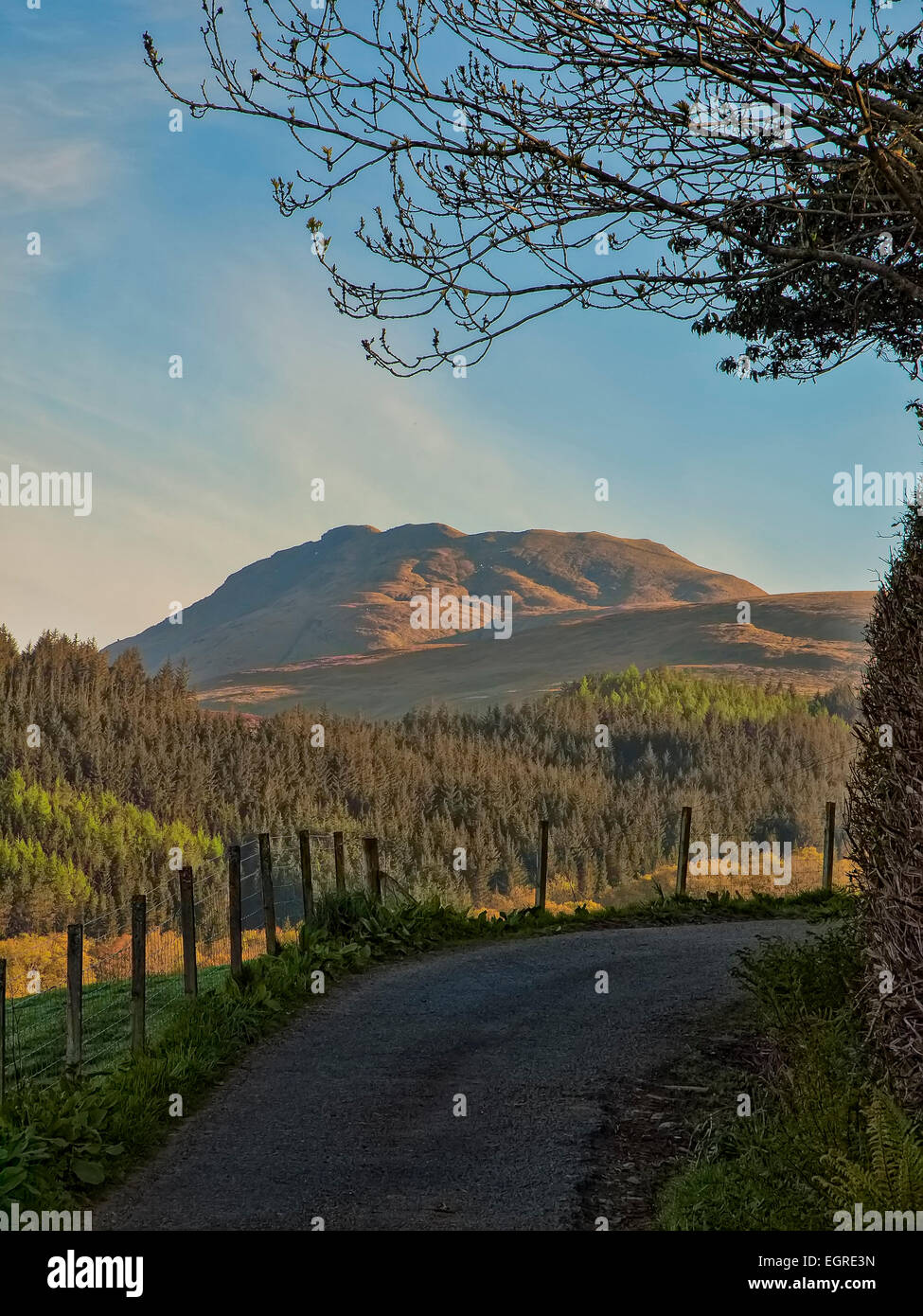 Ben Lomand über Kiefernwald Schottland, UK. Stockfoto