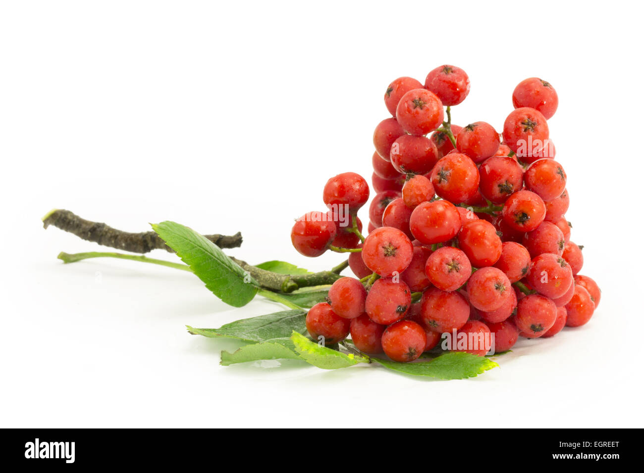 Rowan, Vogelbeere, Eberesche, sorbische, wilde Esche, Viburnum, Guelder Rose auf weißem Hintergrund Stockfoto