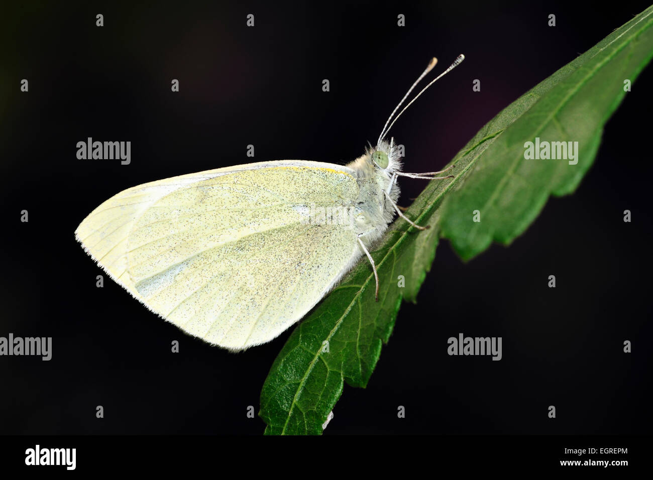 Pieris Rapae Trivialname kleine weiße eines bekannt als der Kohl weißen Schmetterlinge Stockfoto