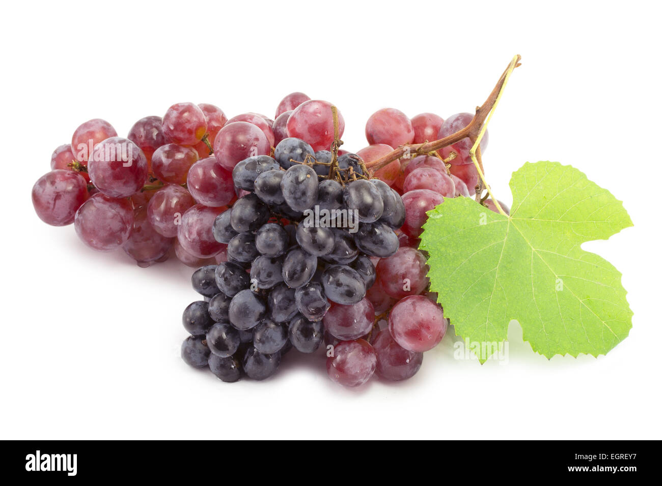 blaue Weintraube auf weißem Hintergrund Stockfoto