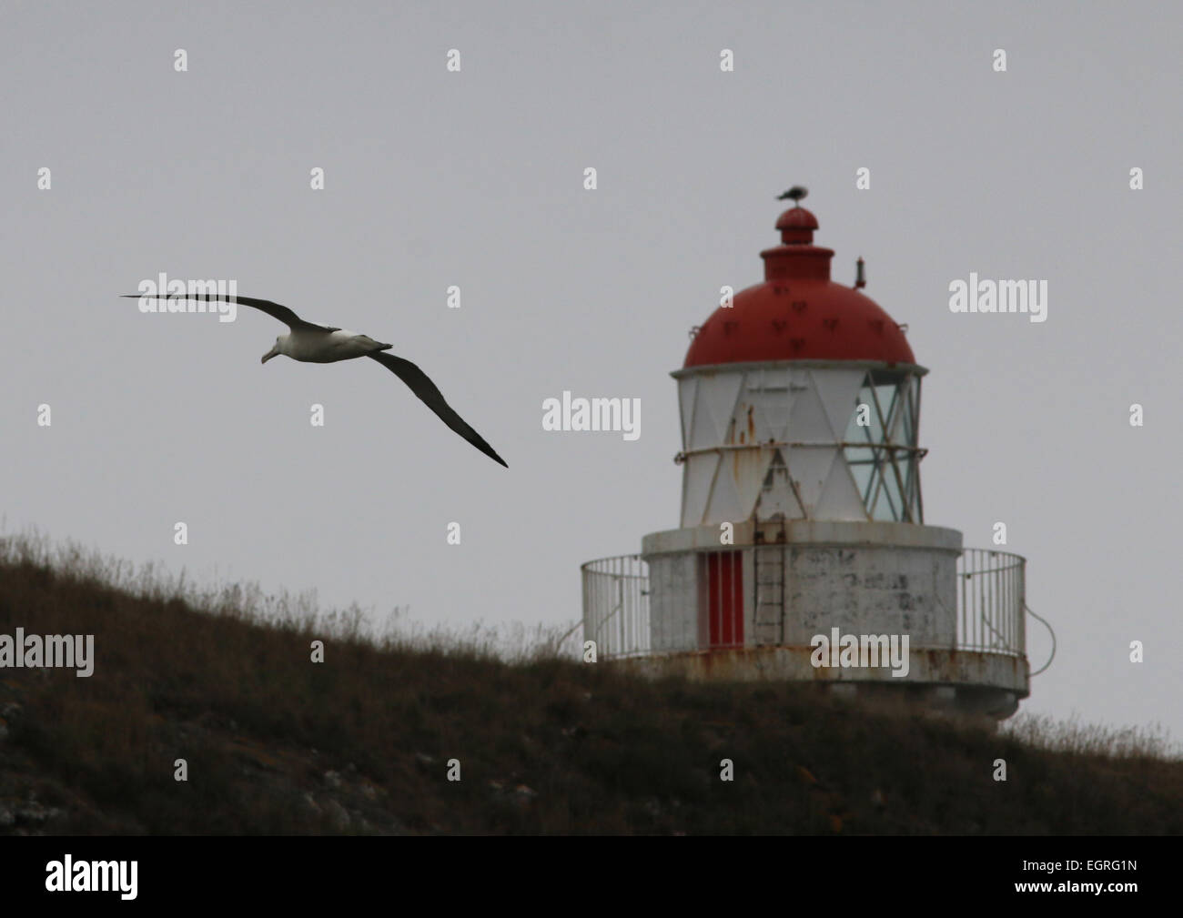 Nördlichen royal Albatros fliegen Neuseeland Stockfoto