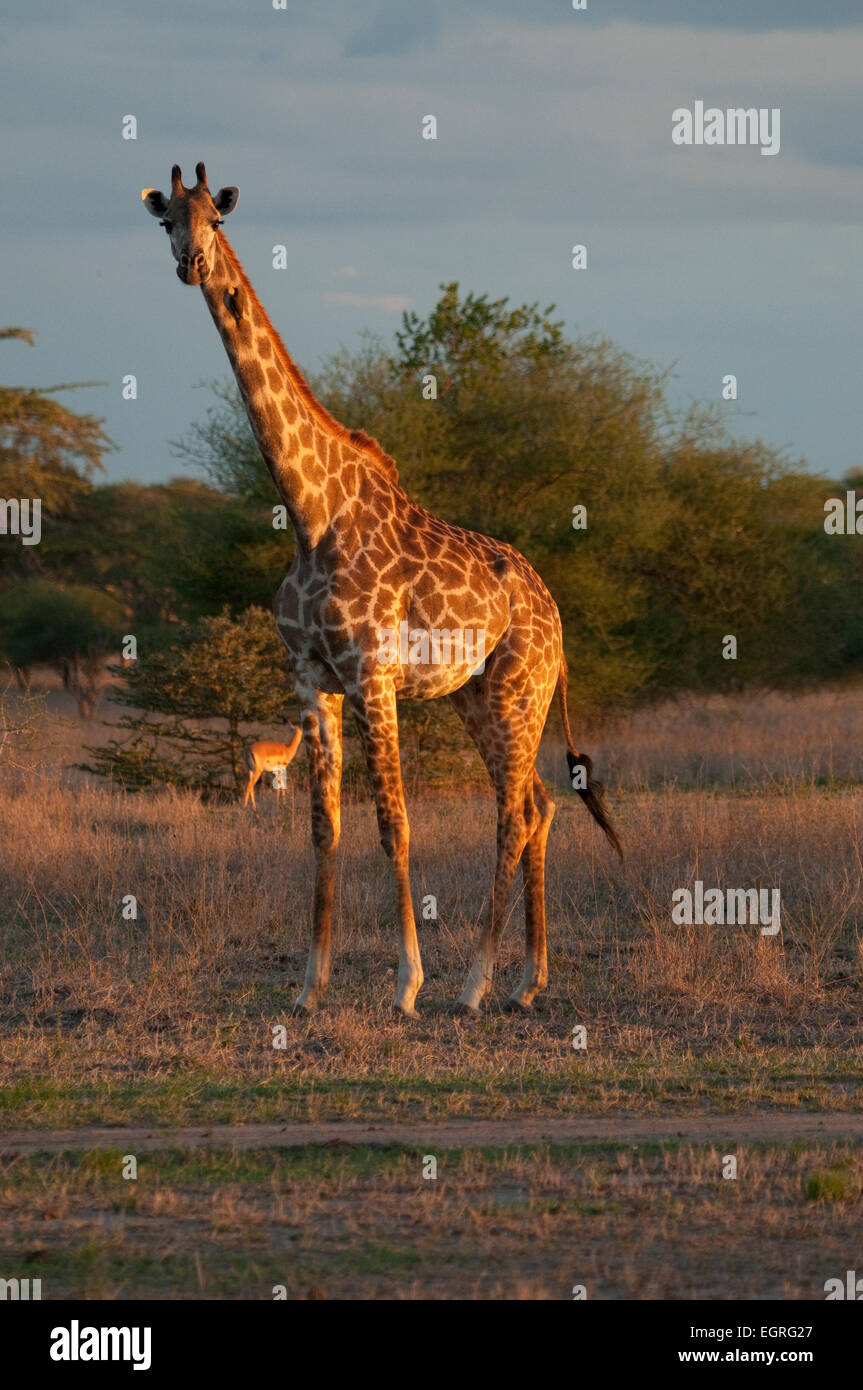 Masai-Giraffe stehend Stockfoto