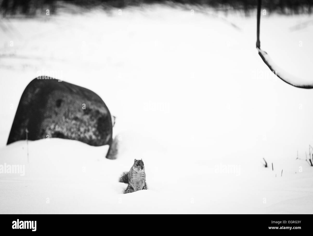 Eichhörnchen Sie im Schnee nächsten Baum zu schwingen Stockfoto