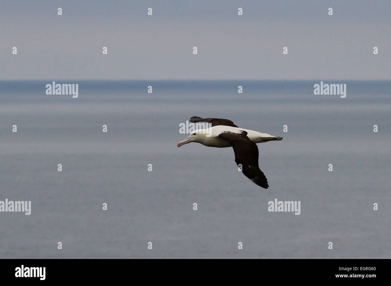 Nördlichen royal Albatros fliegen Neuseeland Stockfoto