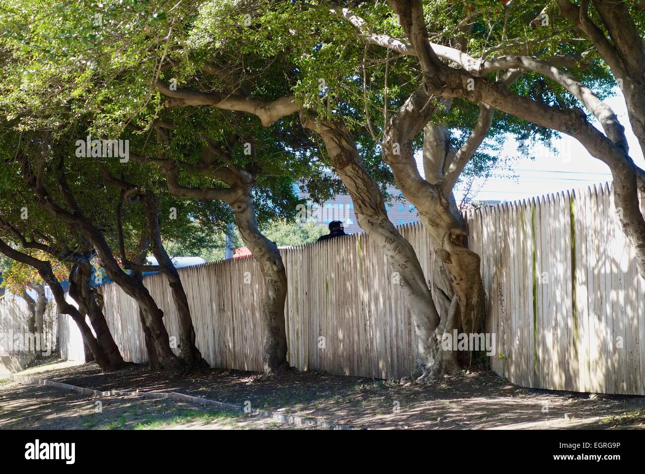 Lattenzaun auf dem Grashügel, Mann steht hinter Zaun. Dealey Plaza in Dallas, Texas. Stockfoto