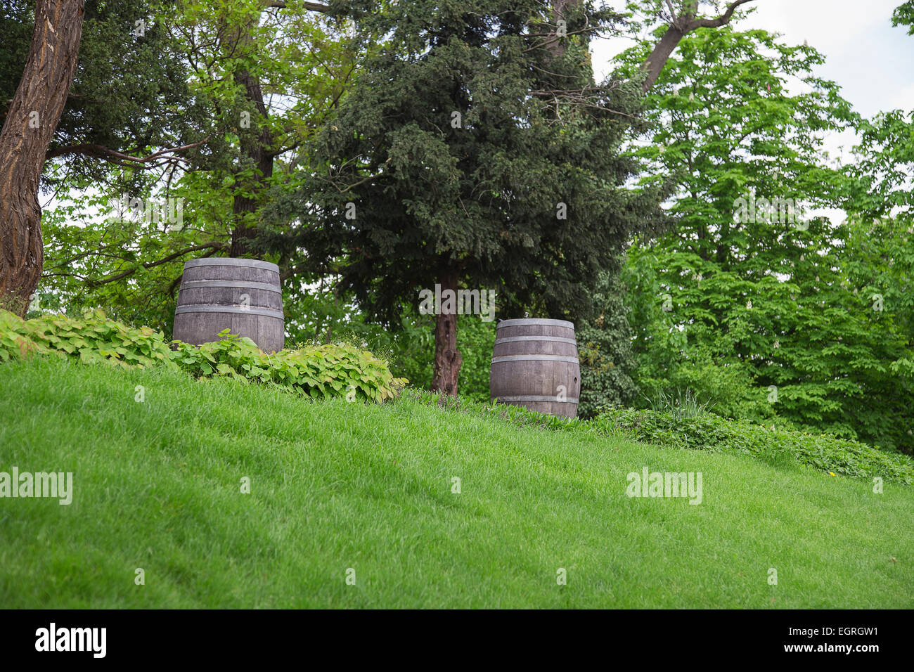 alte Eiche Fass im Freien in den Rasen und Bäumen Stockfoto