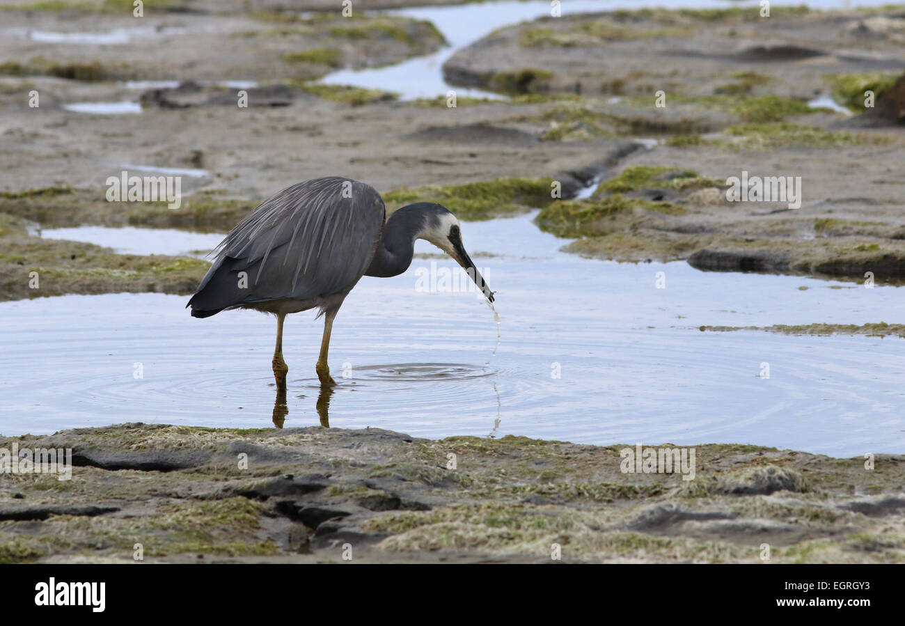 Konfrontiert weißen Reiher Angeln Tide pool Neuseeland Stockfoto