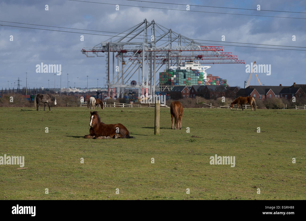 Corks Bauernhof, in Marchwood, Southampton, wo eine Energie aus Abfall Futterpflanze vorgeschlagen wird. Stockfoto