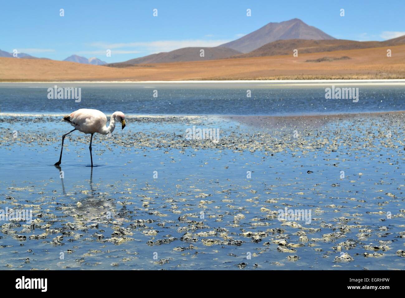 Flamingos am See im südlichen Teil von Bolivien Stockfoto