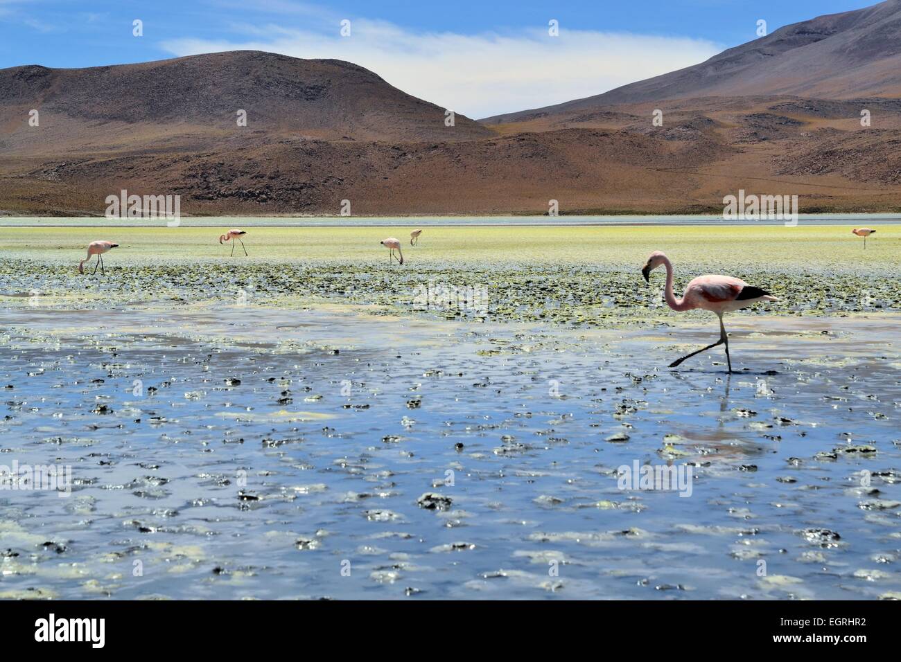 Flamingos am See im südlichen Teil von Bolivien Stockfoto