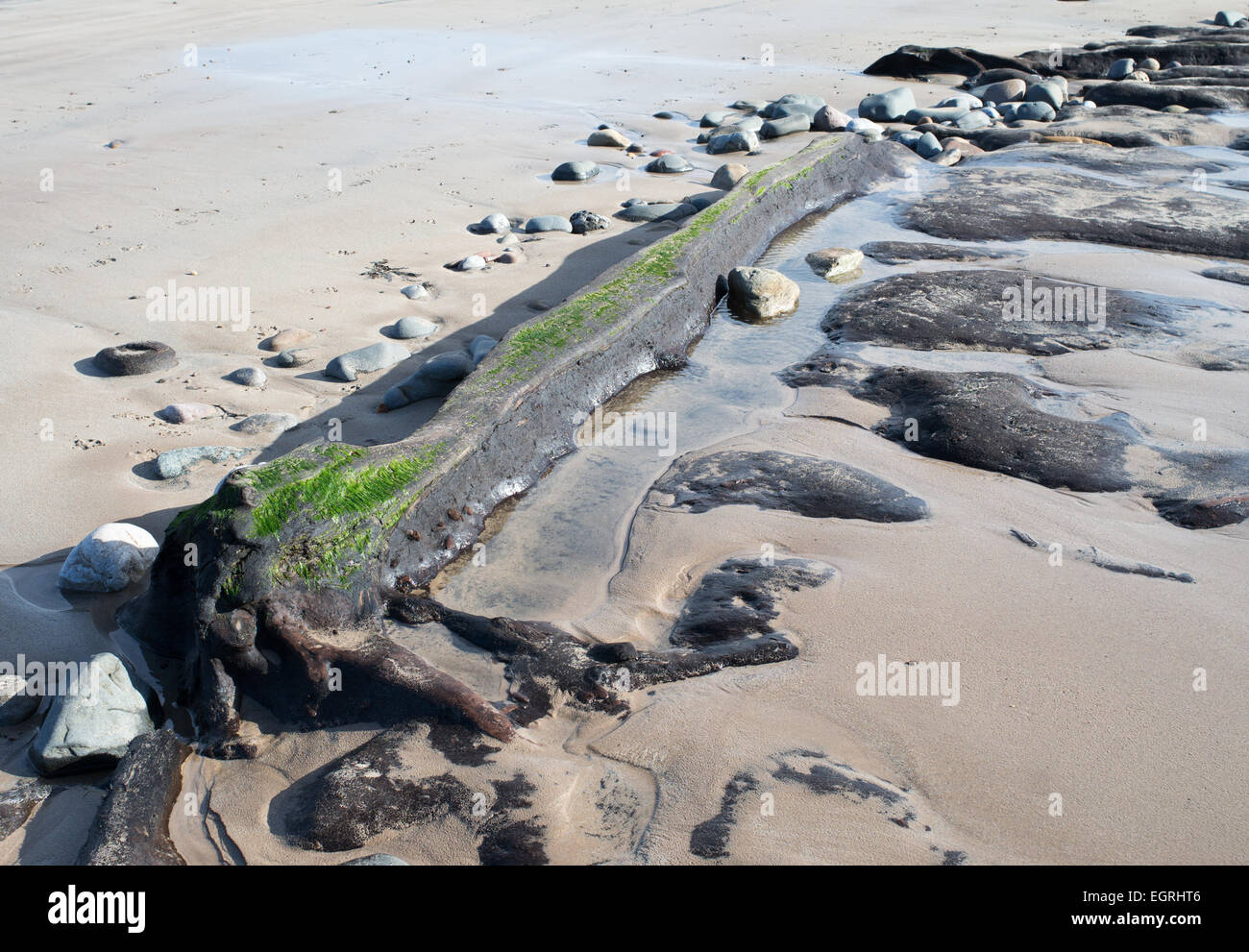 Bäume aus einem alten Wald offenbart am Strand südlich von schlendern, in der Nähe von Low Hauxley, Northumberland, England, UK Stockfoto