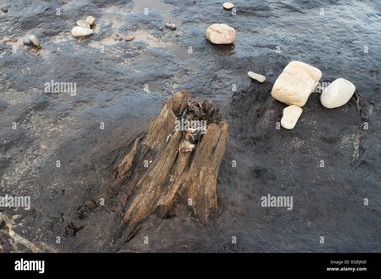 Bäume aus einem alten Wald offenbart am Strand südlich von schlendern, in der Nähe von Low Hauxley, Northumberland, England, UK Stockfoto