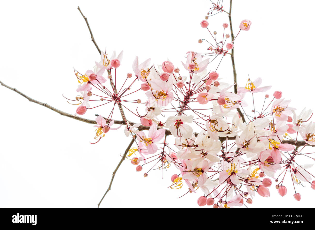 Zweig der rosa Blume isoliert auf weißem Hintergrund Stockfoto