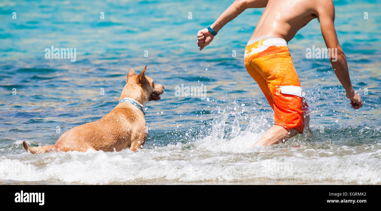 Hund mit seinem Besitzer im Meer spielen Stockfoto