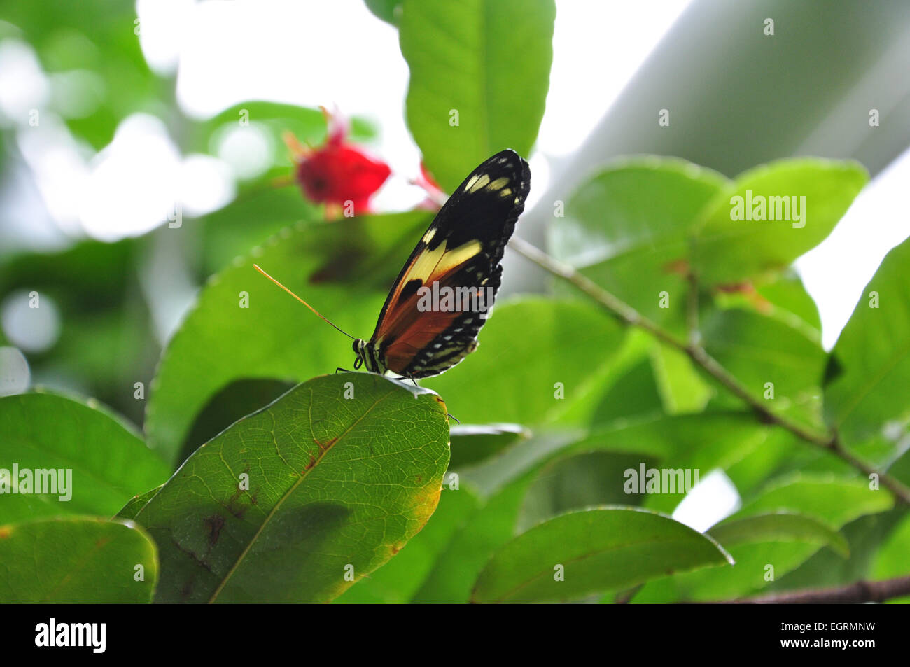 Eine Nahaufnahme von einem einzigen orange Tiger Longwing Schmetterling (Heliconius Aigeus) ruht auf einem grünen Blatt Stockfoto