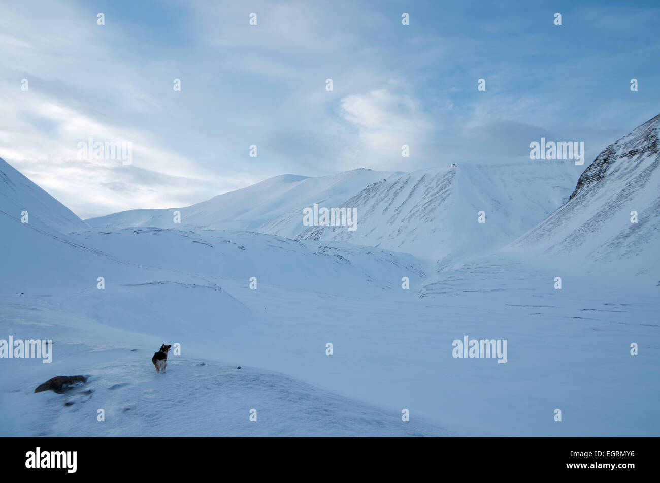 Hund mit Blick auf den Gletscher Longyear, Svalbard Stockfoto