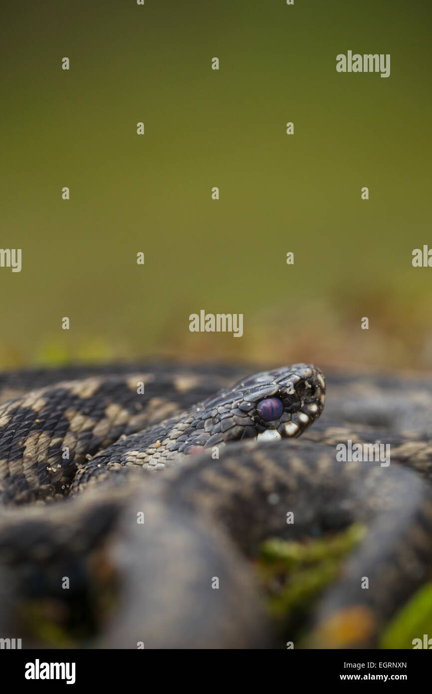 Gemeinsamen Kreuzotter Vipera Berus (kontrollierten Bedingungen), Männchen, aufgewickelt in Heide Vegetation, Arne, Dorset, Großbritannien im Mai. Stockfoto