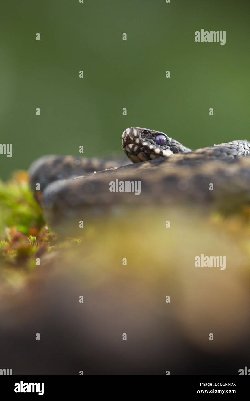 Gemeinsamen Kreuzotter Vipera Berus (kontrollierten Bedingungen), Männchen, aufgewickelt in Heide Vegetation, Arne, Dorset, Großbritannien im Mai. Stockfoto