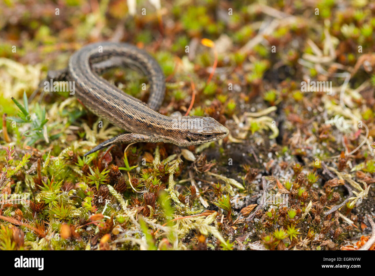 Gemeinsame Eidechse Zootoca Vivipara (kontrollierten Bedingungen), erwachsenes Weibchen sonnen sich auf Heideland Vegetation, Arne, Dorset, Großbritannien im Mai. Stockfoto