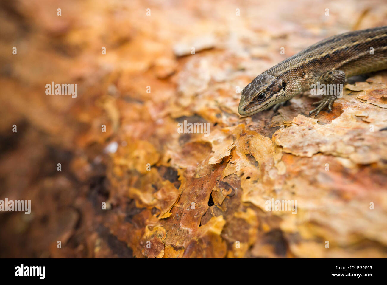 Gemeinsame Eidechse Zootoca Vivipara (kontrollierten Bedingungen), erwachsenes Weibchen sonnen sich auf Baumrinde, Arne, Dorset, Großbritannien im Mai. Stockfoto