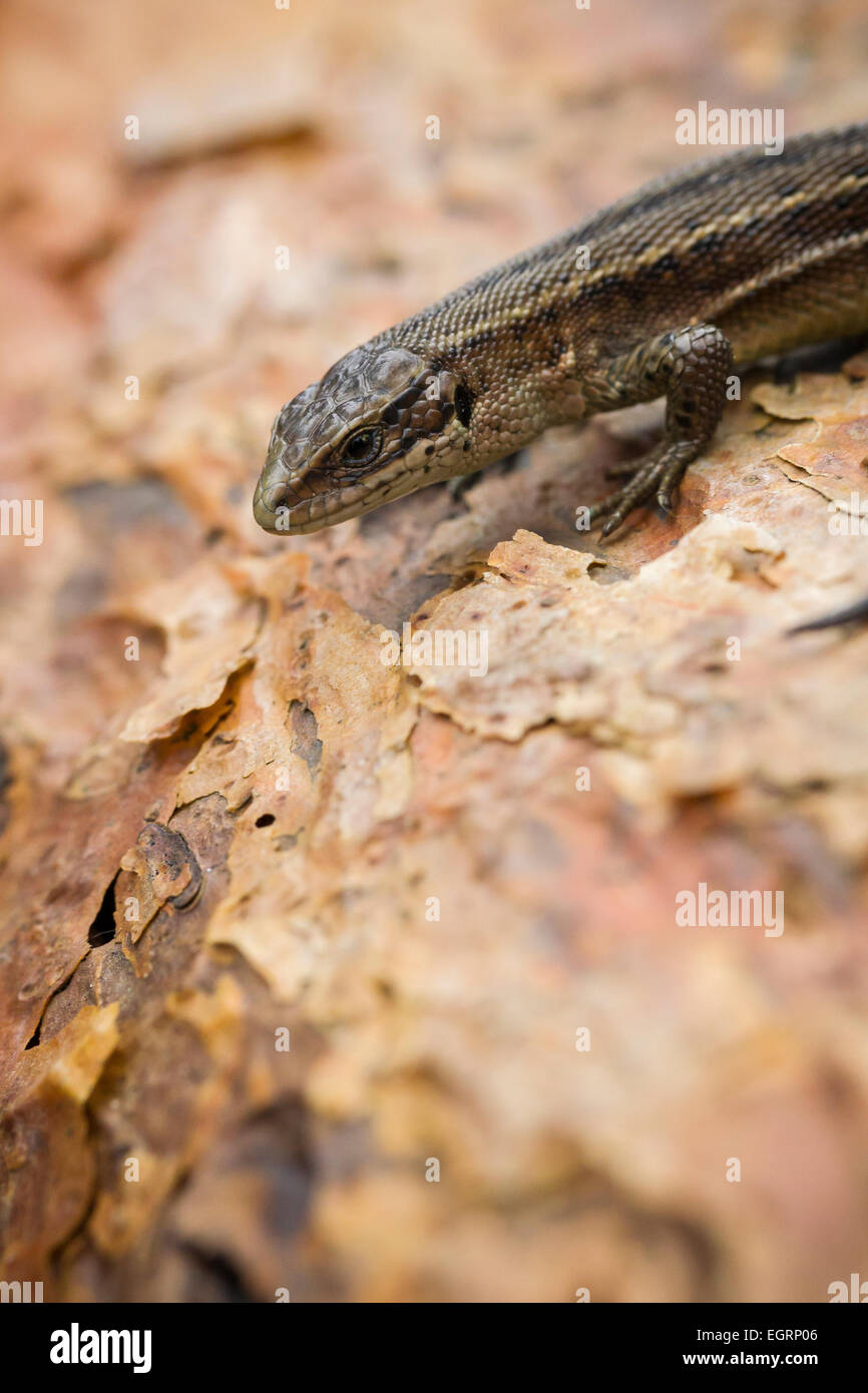 Gemeinsame Eidechse Zootoca Vivipara (kontrollierten Bedingungen), erwachsenes Weibchen sonnen sich auf Baumrinde, Arne, Dorset, Großbritannien im Mai. Stockfoto
