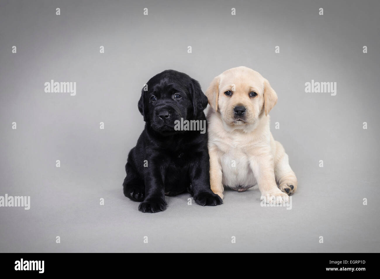 Zwei Labrador Retriever Welpen auf grauem Hintergrund Stockfoto