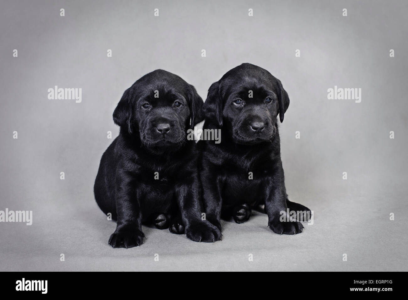 Zwei schwarze Labrador Retriever Welpen auf grauem Hintergrund Porträt Stockfoto