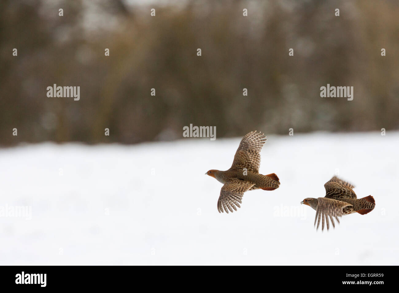 Grey Partridge-Perdix Perdix, paar im Flug über verschneite Ackerland, Snettisham, Norfolk, Großbritannien im Dezember. Stockfoto