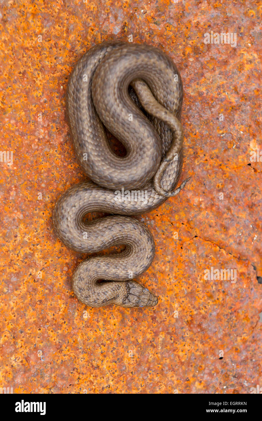 Glatte Schlange Coronella Austriaca (unter Lizenz), Männchen, aufgerollter auf rostigen Blech, Arne, Dorset im Mai. Stockfoto