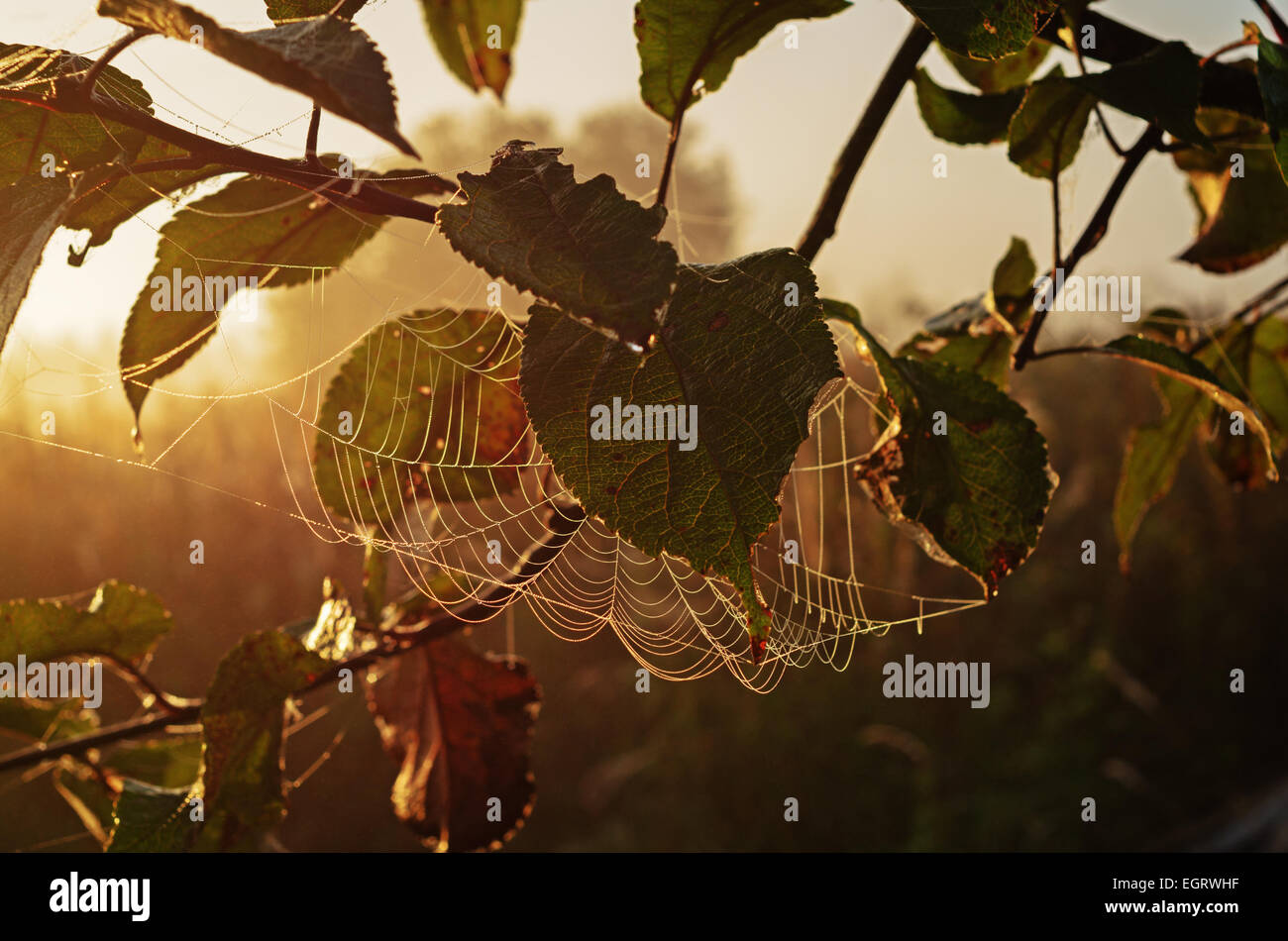 Herbst Garten Morgen mit Spinnennetz. Stockfoto