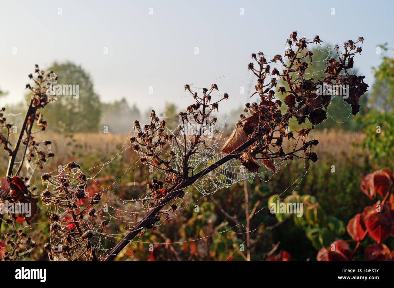 Herbst Garten Morgen mit Spinnennetz. Stockfoto