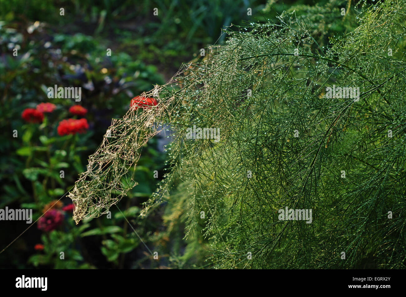 Herbst Garten Morgen mit Spinnennetz. Stockfoto