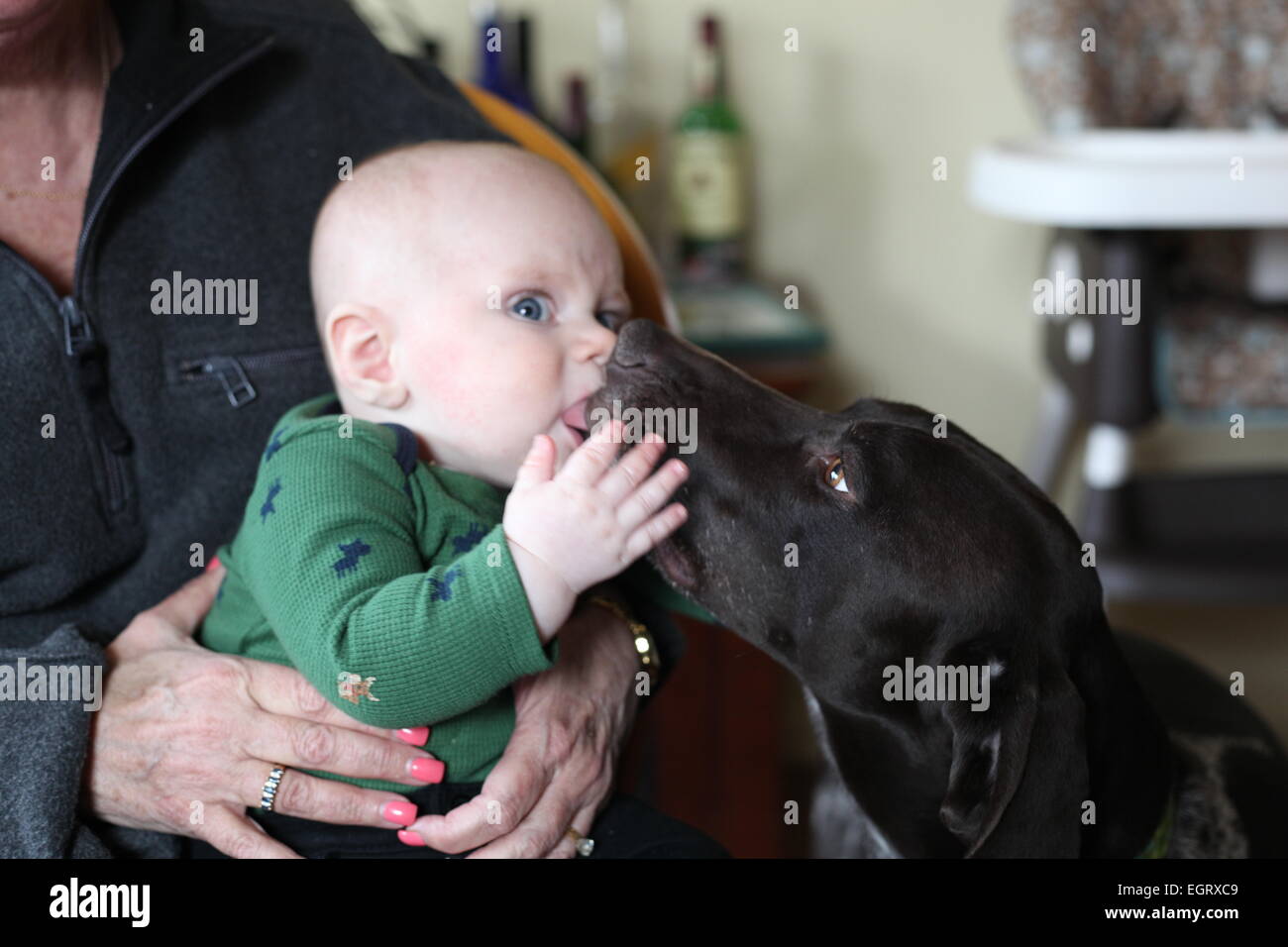 Baby und Hund küssen Stockfoto