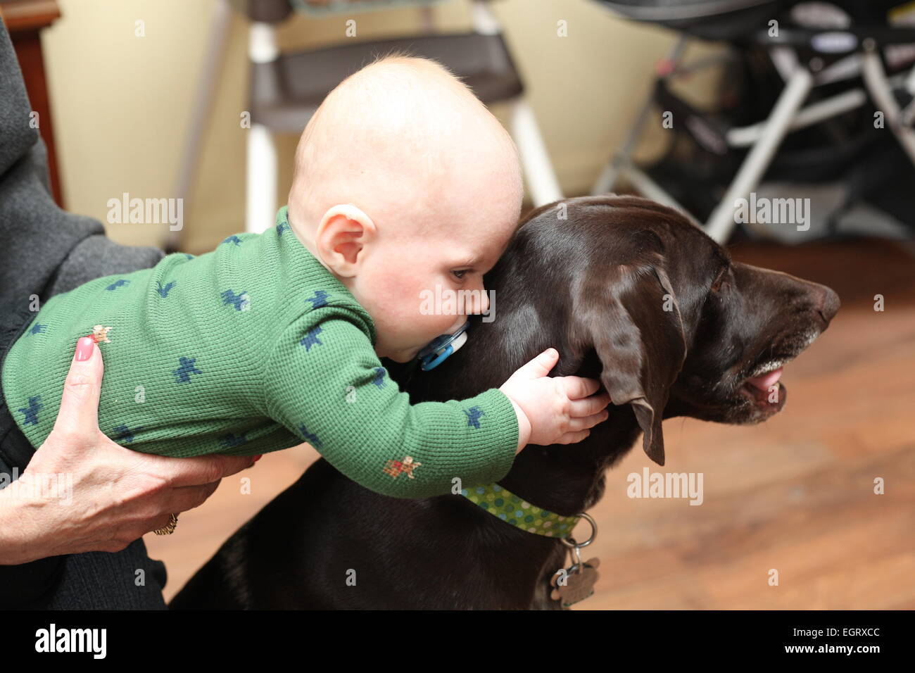 Baby und Hund küssen Stockfoto