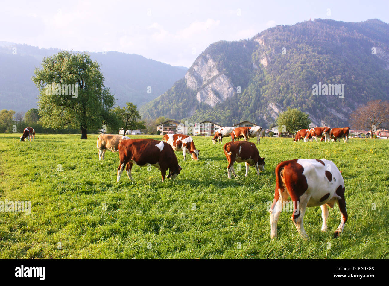 Grasende Kühe auf einem Feld in der Schweiz Stockfoto