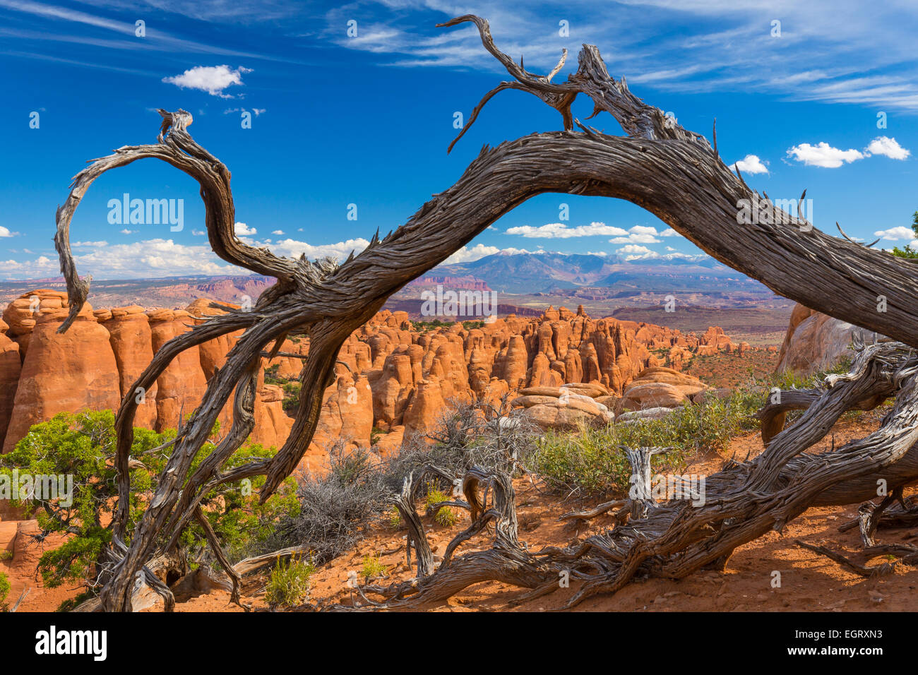 Der Feuerofen ist eine Sammlung von schmalen Sandstein Canyons im Arches National Park in Utah, USA. Stockfoto