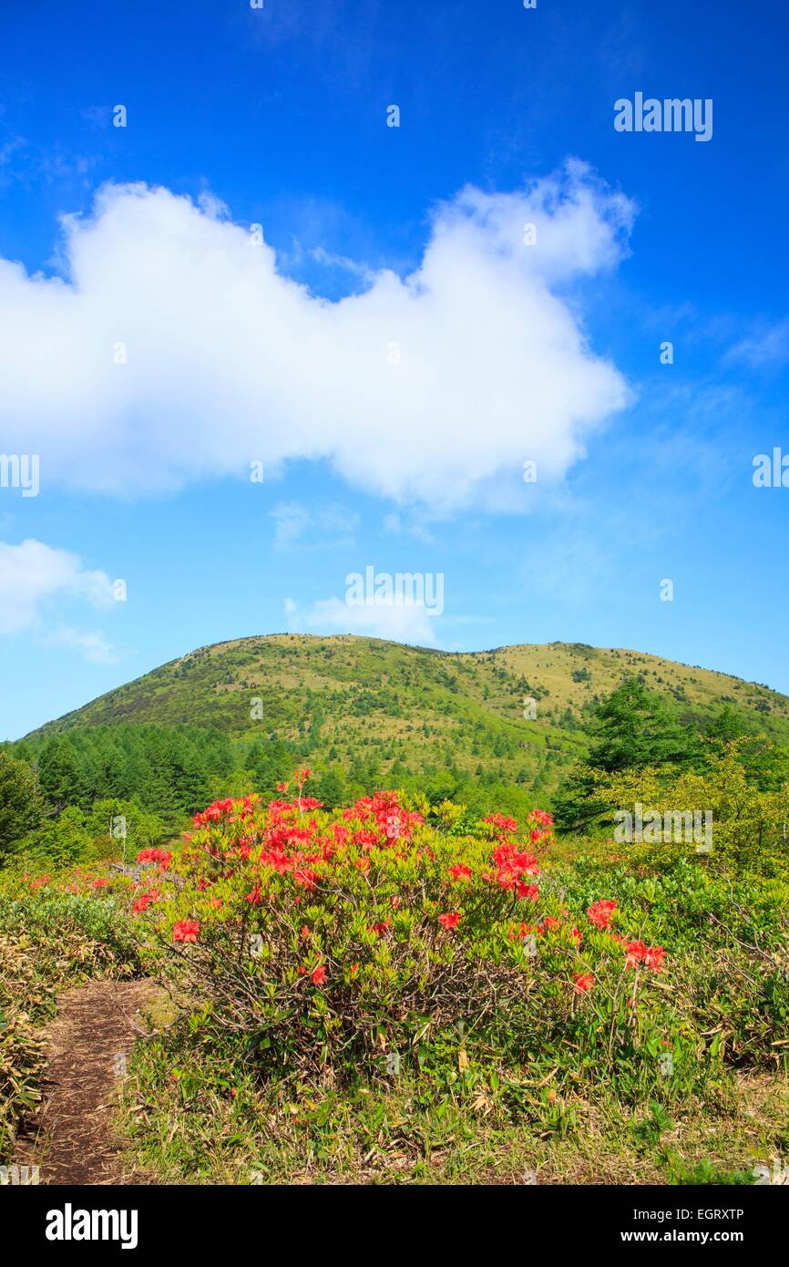 Japanische azalee -Fotos und -Bildmaterial in hoher Auflösung – Alamy