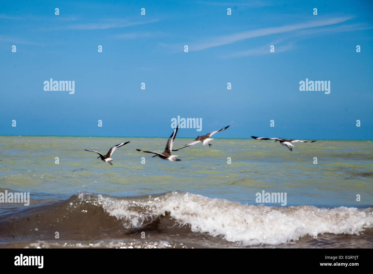 gehen, Angeln, Vögel Angeln und spielen in den Wellen des Ozeans Stockfoto