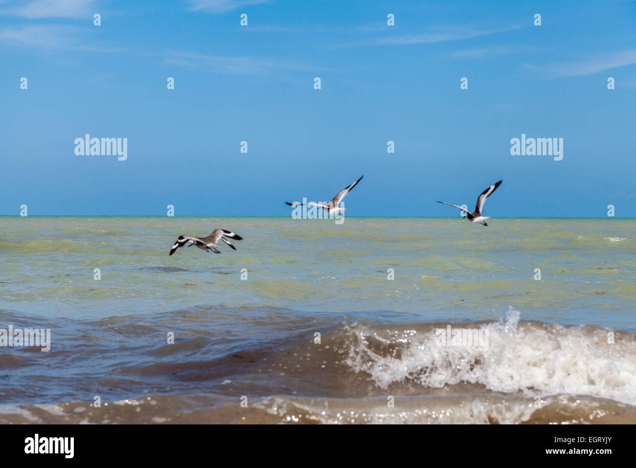 gehen, Angeln, Vögel Angeln und spielen in den Wellen des Ozeans Stockfoto