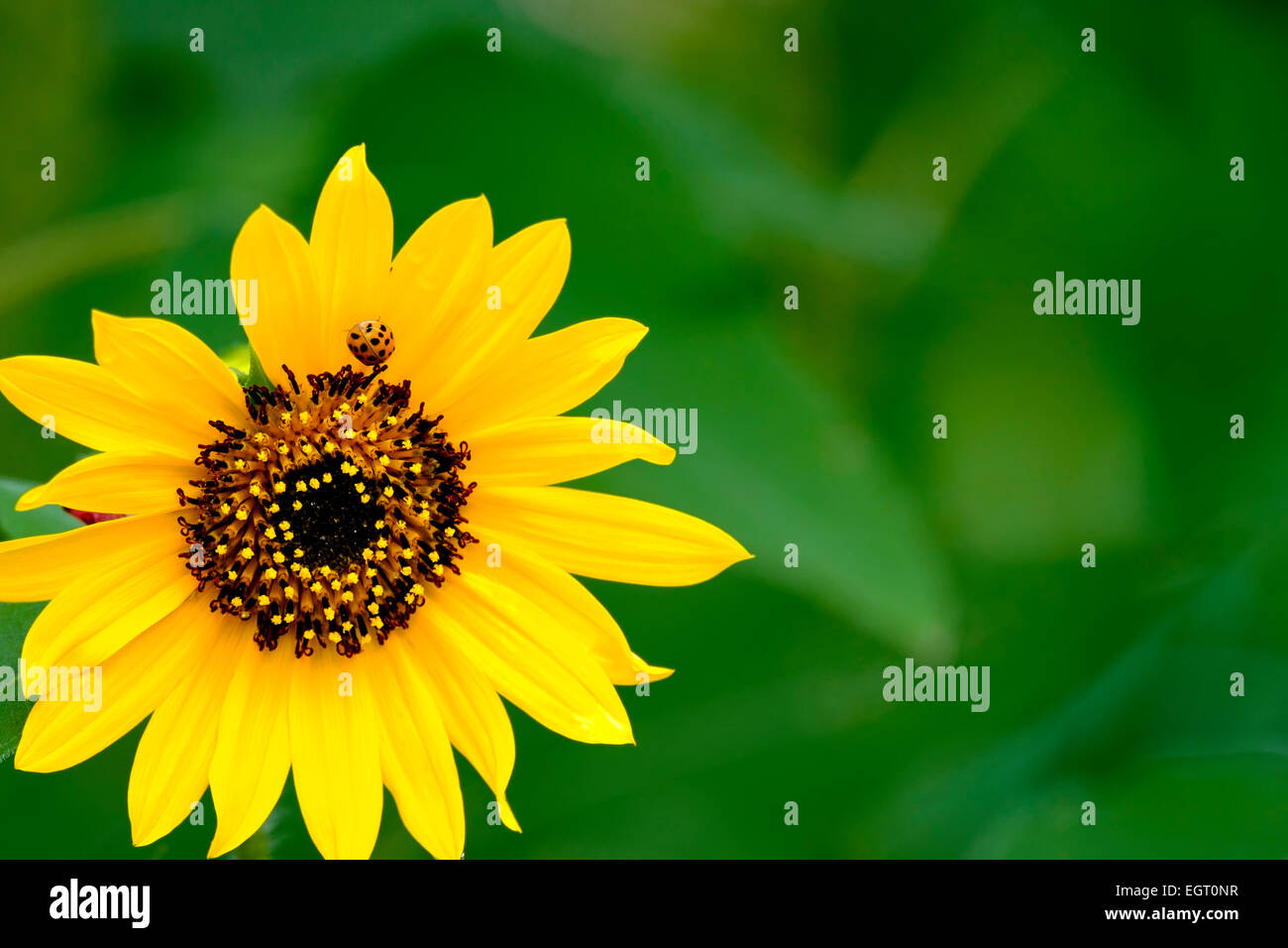 Marienkäfer auf eine gelbe Blume, mit grünem Hintergrund jedoch unscharf Stockfoto