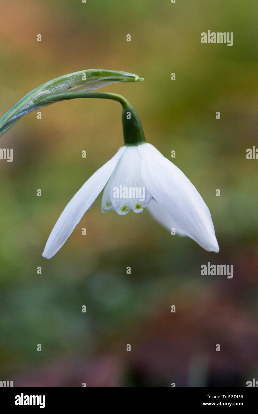 Galanthus 'Lady Beatrix Stanley' wächst in einem Waldgebiet Garten. Stockfoto