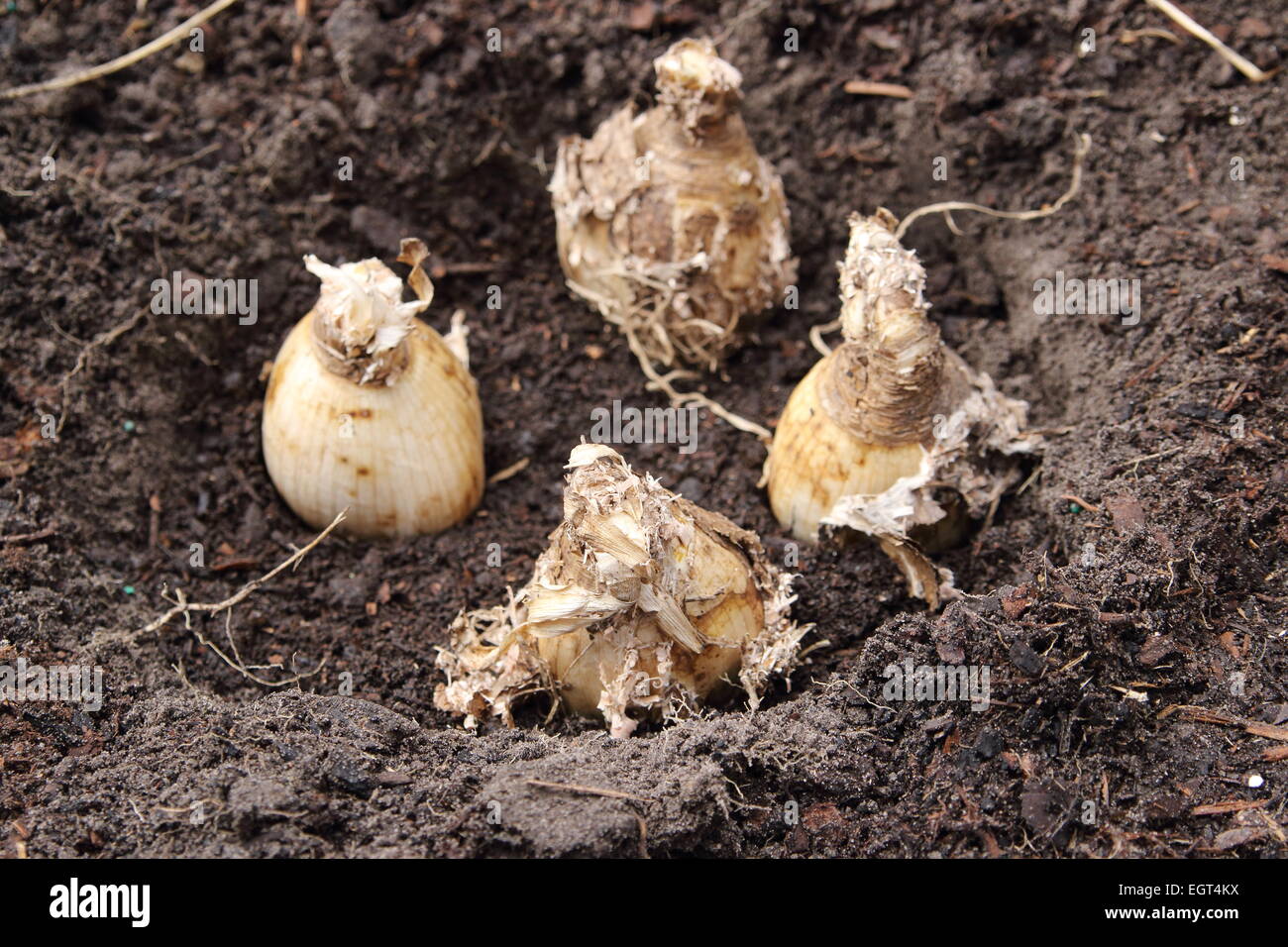 Amaryllis Belladonna Zwiebeln bereit für das Einpflanzen in den Boden Stockfoto
