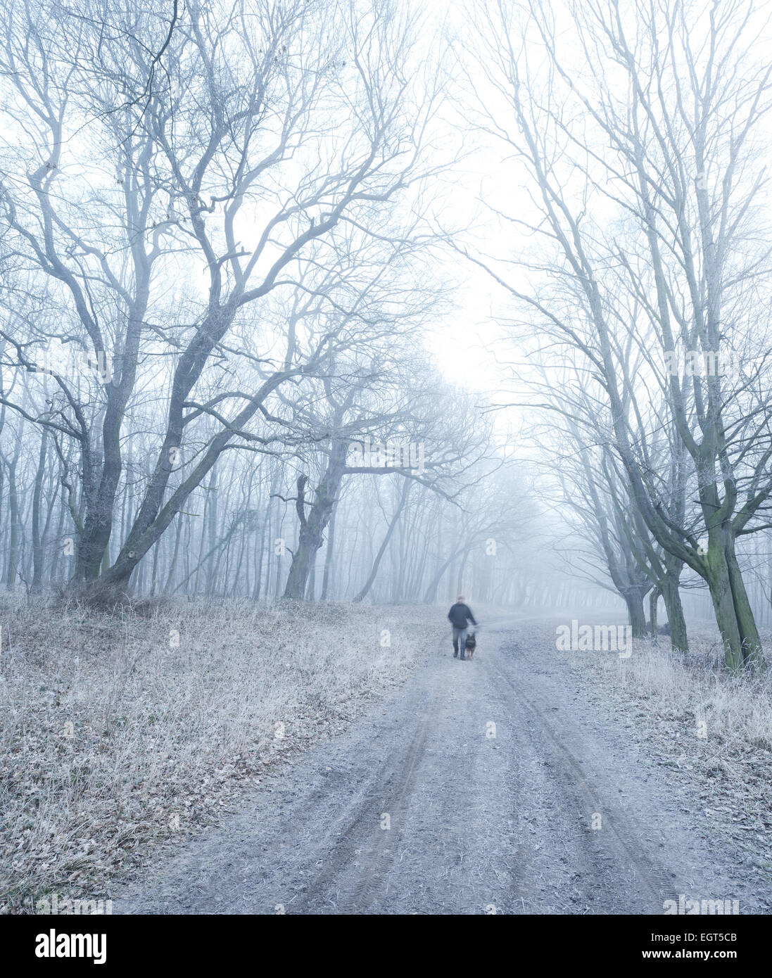 Trail durch Laubwald im Winternebel und Frost, in der Nähe von Freyburg, Sachsen-Anhalt, Deutschland Stockfoto