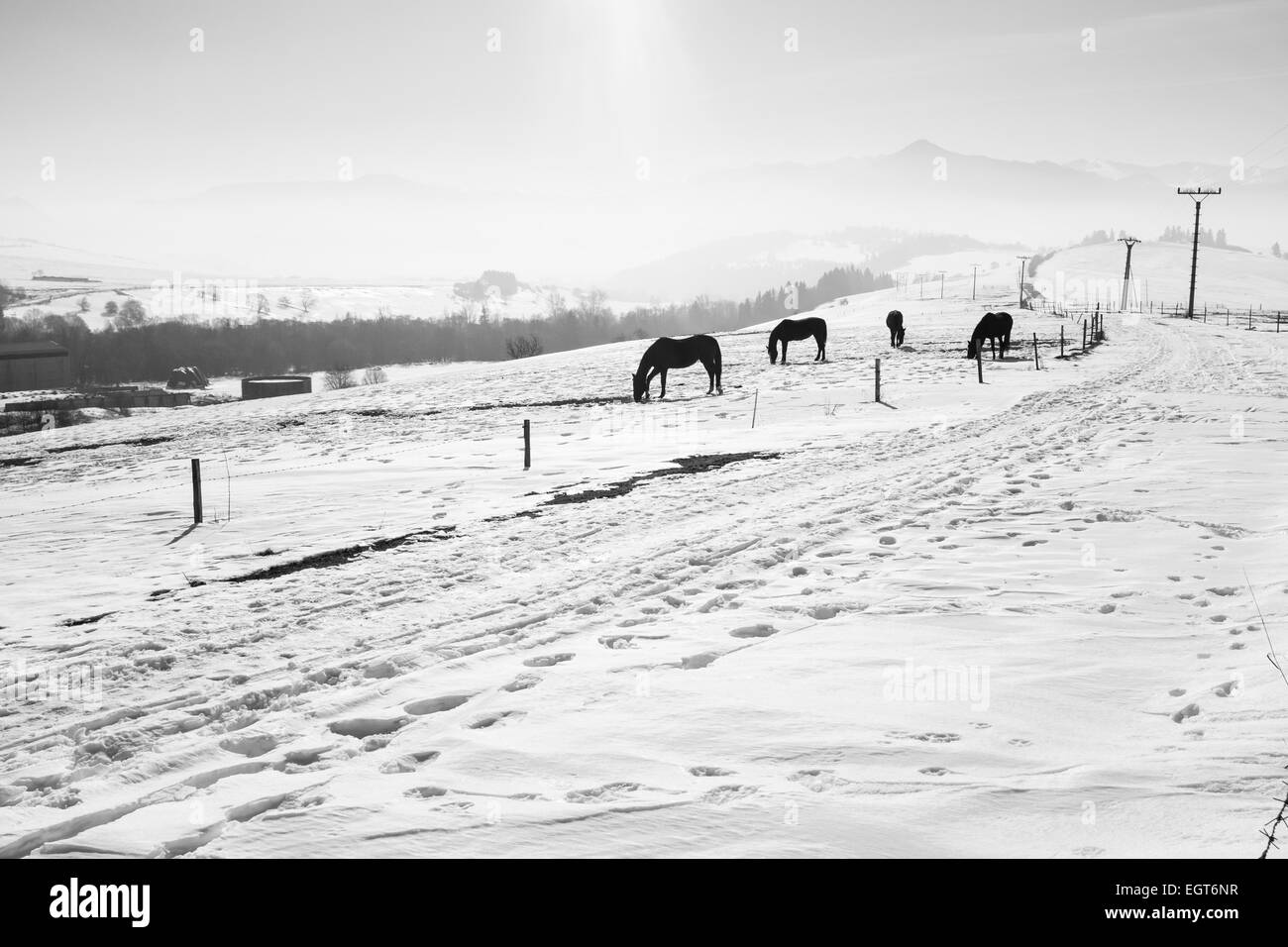 Ein Bauernhof im Winter und mit Schnee und Pferde an einem sonnigen Tag Stockfoto