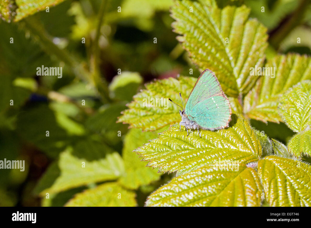 Grüner Zipfelfalter Schmetterling ruht auf Bramble Stockfoto